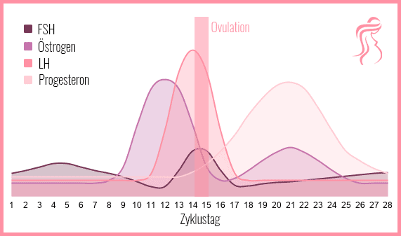 Weiblicher Zyklus mit Östrogen und LH Kurve