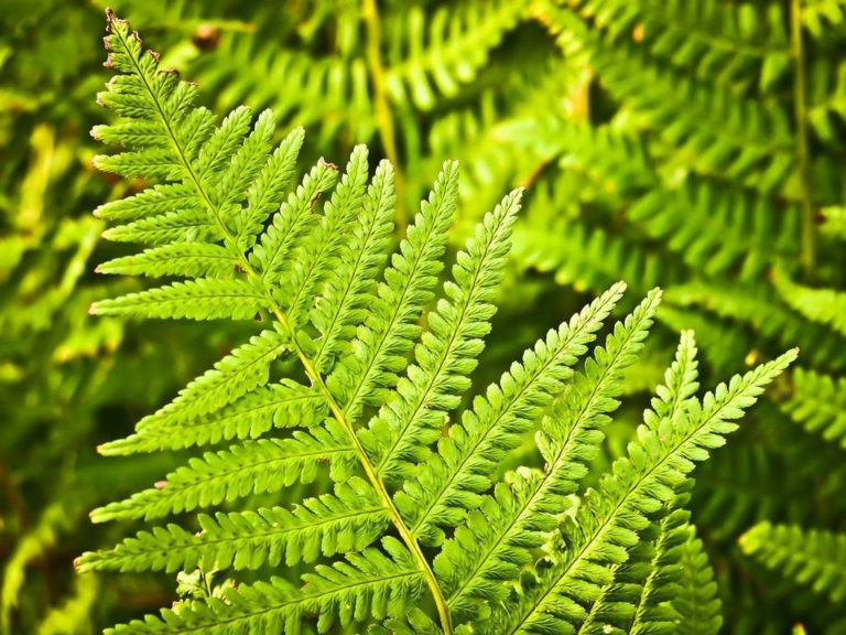 Das Farnkrautphänomen – ein weiteres Eisprung Anzeichen? (Geratherm Ovu Control)